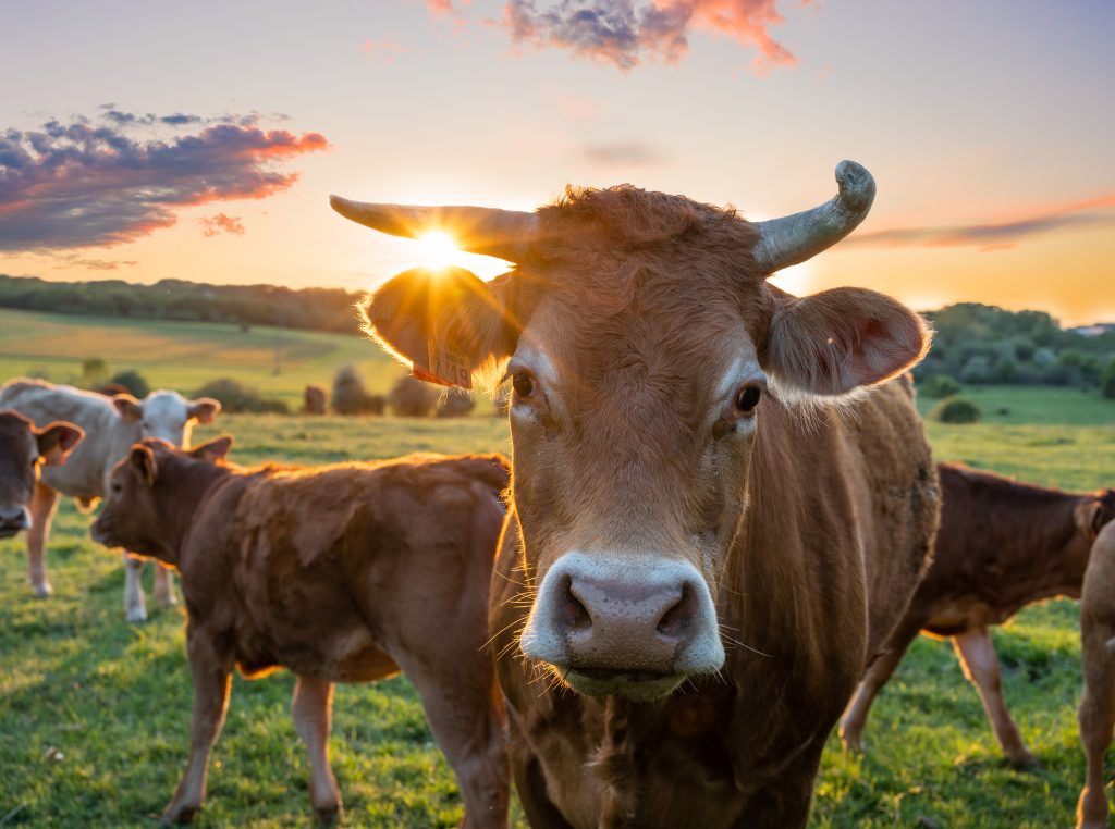 Calves export