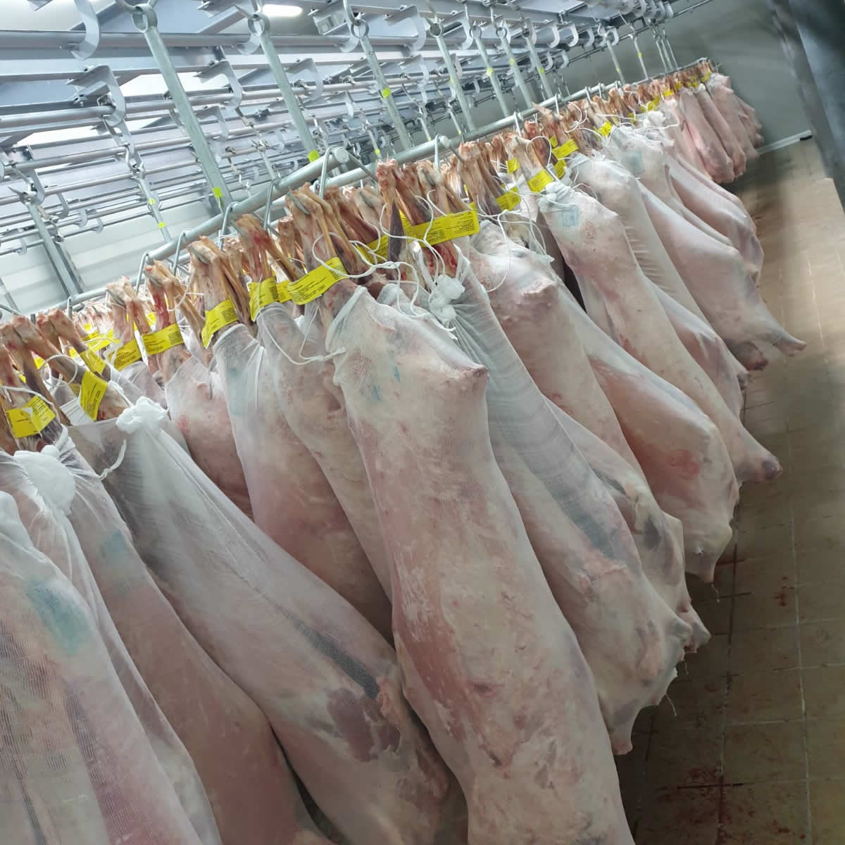 Fresh and frozen meat
