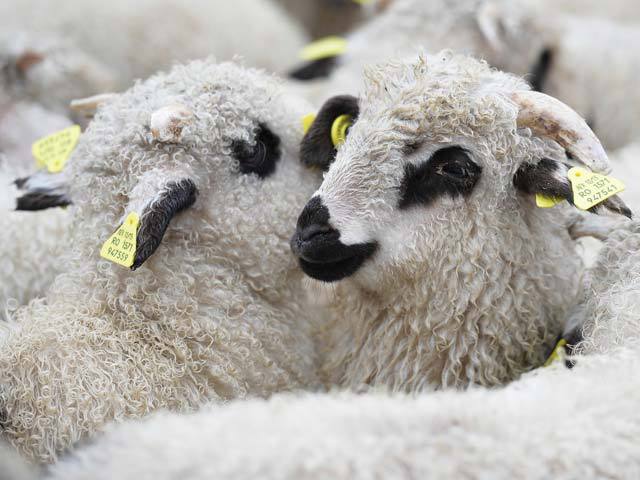 Sheep export
